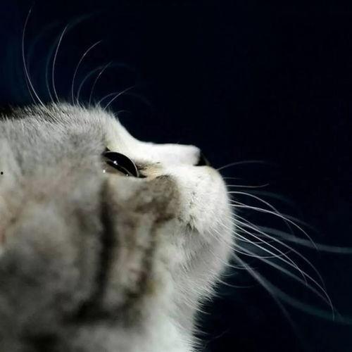 娱乐吃瓜酱找猫